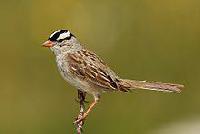 White-crowned Sparrow